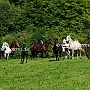 Aegidienberger+Am_Saddlebred Horse1(5)